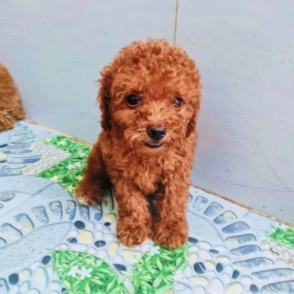 Regalo cucciolo barboncino femmina con pedigree