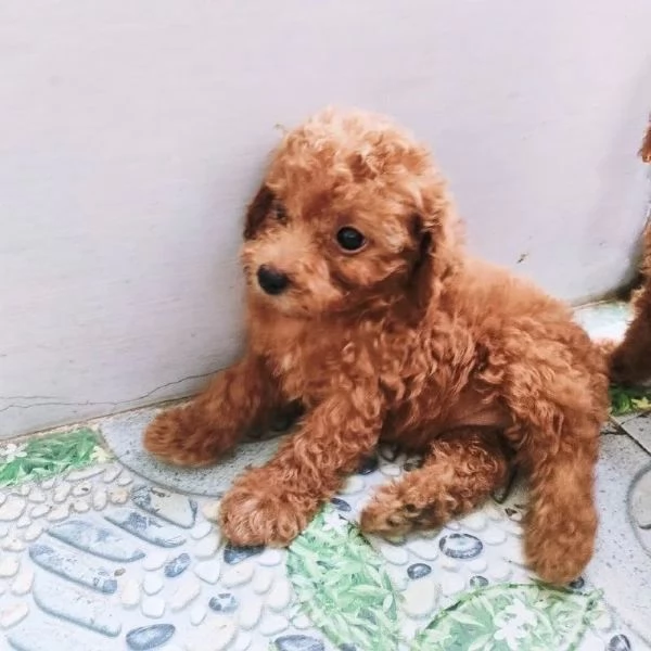 Regalo cucciolo barboncino toy