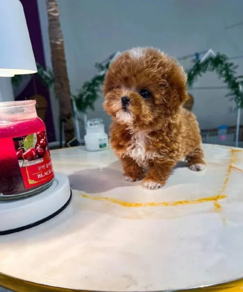 Regalo cucciolo barboncino NANI barboncino NANO CUCCIOLI 