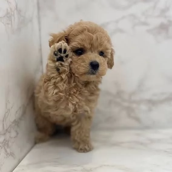 Regalo Regalo di cuccioli di barboncino maschio e femmina
