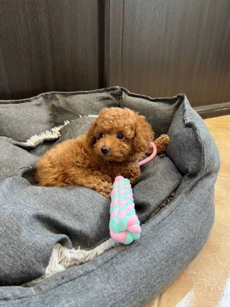 Regalo  cucciolo barboncino