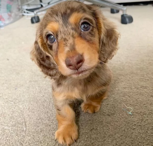 Regalo di cuccioli di bassotto maschio e femmina