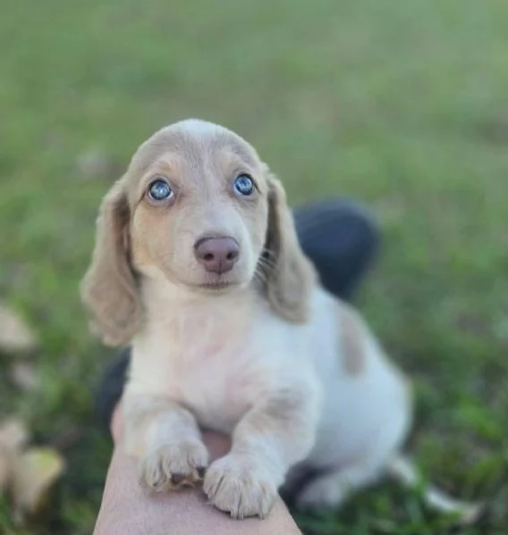 Regalo cucciolo BASSOTTI NANI BASSOTTO NANO CUCCIOLI 