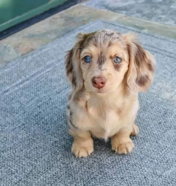 Regalo Regalo di cuccioli di Bassotto maschio e femmina | Foto 2