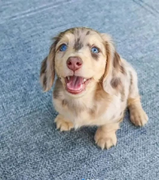 Regalo Regalo di cuccioli di Bassotto maschio e femmina | Foto 1