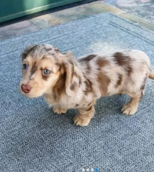Regalo Regalo di cuccioli di Bassotto maschio e femmina