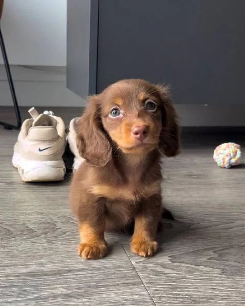 Regalo cucciolo Bassotto Arlecchino silver