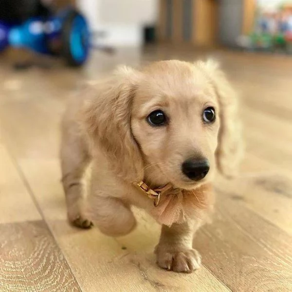 Regalo cucciolo regalo  bassotto Kanichen