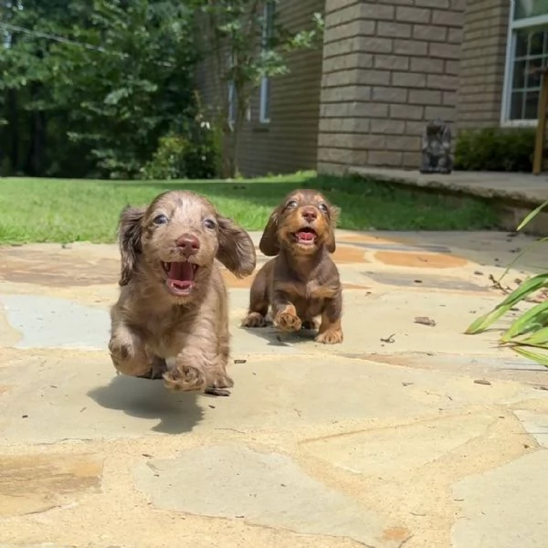 Regalo cucciolo Regalo di cuccioli di bassotto maschio e femmina