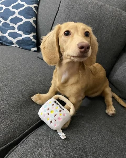 Regalo cucciolo REGALO CUCCIOLO BASSOTTO MANO 