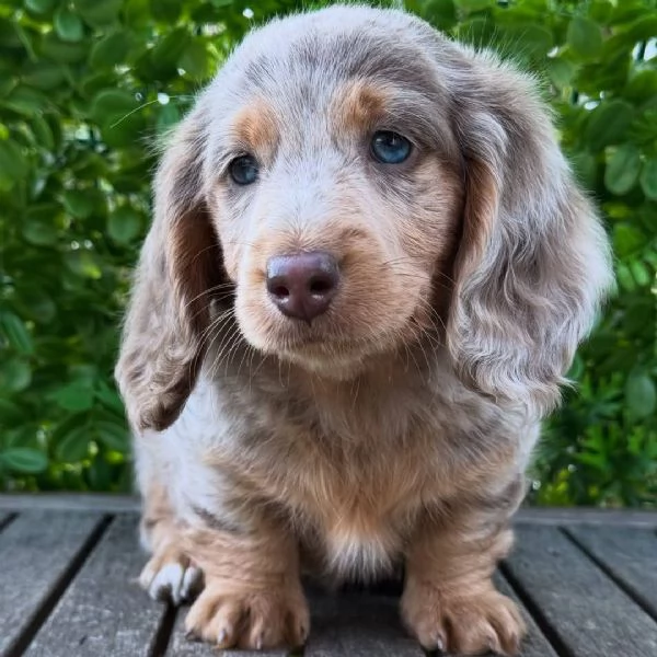 Regalo pedigree cucciolo Regalo bassotto toy mini red