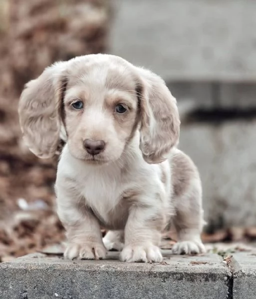 Regalo cucciolo REGALO CUCCIOLO BASSOTTO sanitaria