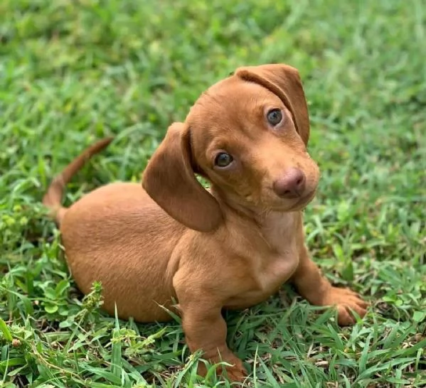 Regalo cucciolo REGALO CUCCIOLO BASSOTTO TOY microchip