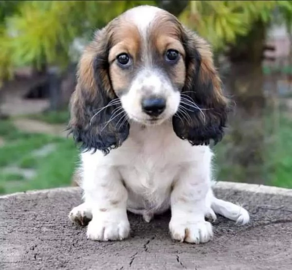 Regalo  cucciolo bassotto