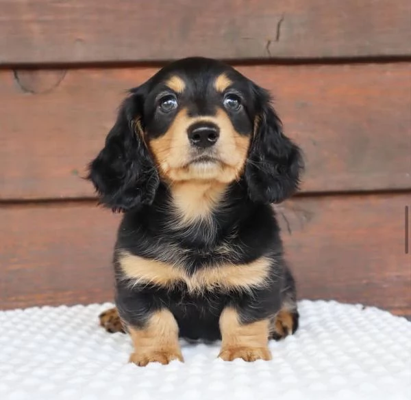 Regalo cucciolo bassotto toy maschietti