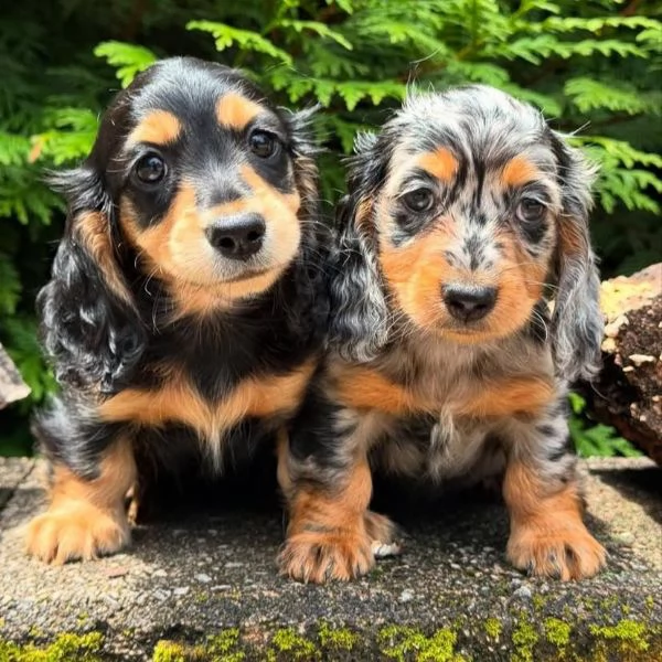 Calma regalo cuccioli di bassotto toy