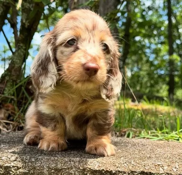 Regalo vaccinato  cucciolo REGALO CUCCIOLO BASSOTTO TOY