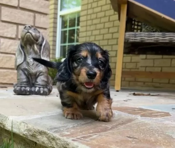 Regalo Dolcissimi e rarissimi cuccioli di bassotto bianco