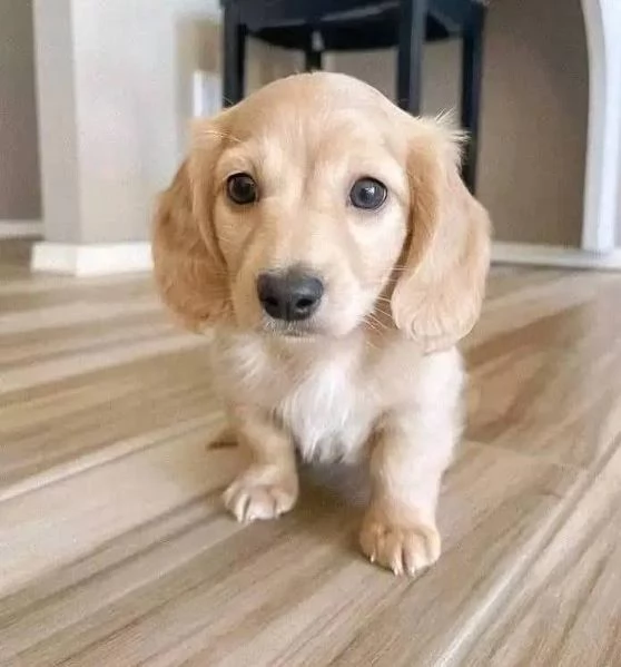 Regalo cucciolo REGALO bassotto