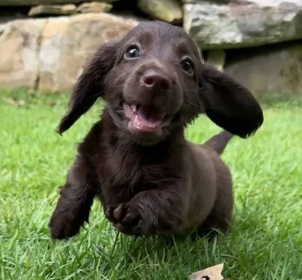 Regalo cucciolo Bassotto bassotto TOY RED 