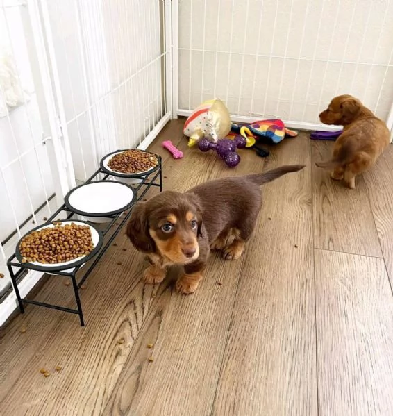 2Regalo cucciolo Regalo di cuccioli di bassotto maschio e femmina