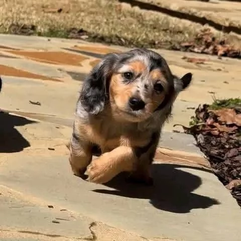 Regalo cucciolo bassotto toy mini toy