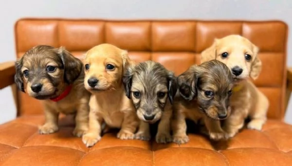 Regalo cucciolo Regalo bassotto