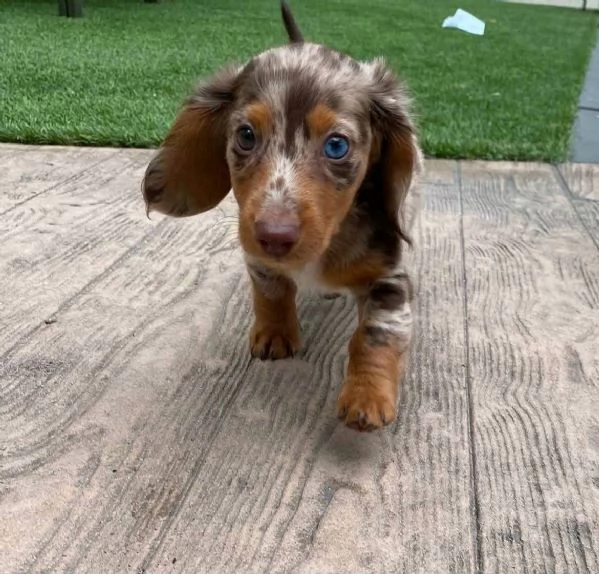 Regalo cucciolo REGALO bassotto