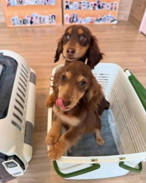 Regalo  Cane bassotto