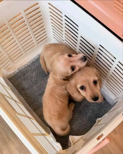 Regalo Regalo di cuccioli di bassotto maschio e femmina | Foto 0