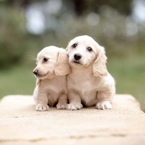 Regalo piccolissima cuccioli di bassotto per ladozione