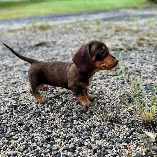 Regalo cucciolo cuccioli sono bassotto di razza pura