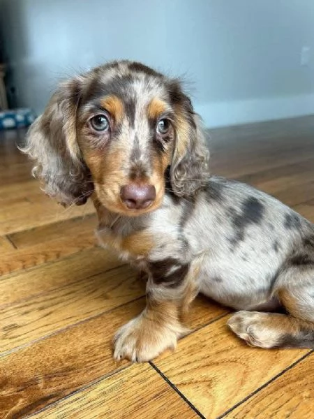 cuccioli sono bassotto di razza pura e vengono tutti allattati