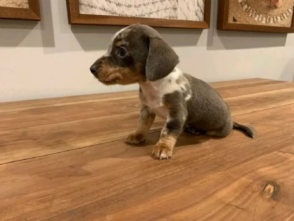 Regalo piccolissima cuccioli di bassotto per ladozione