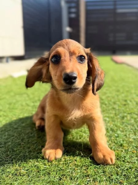 Regalo Bassotto TOY CUCCIOLI 