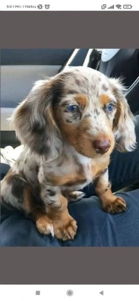 Regalo cucciolo REGALO Bassotto TOY MERAVIGLIOSI