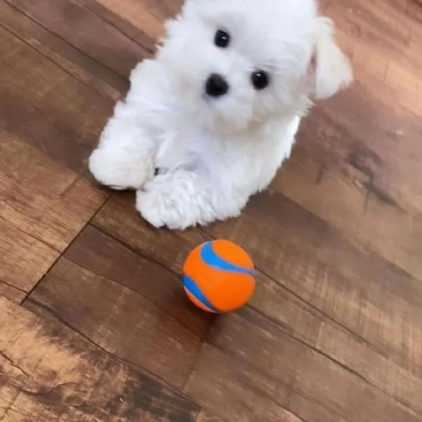 Regalo cucciolo maltese NANI maltese NANO CUCCIOLI 