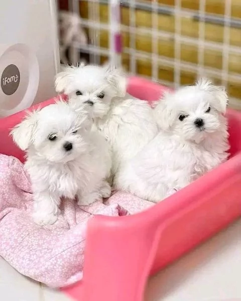 Regalo Regalo di cuccioli di maltese maschio e femmina