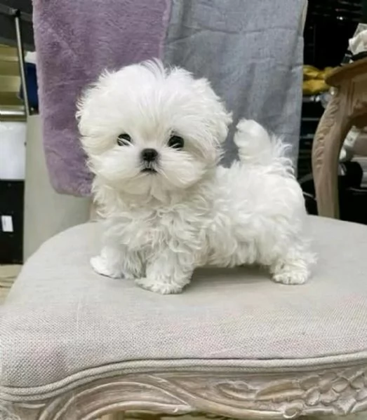 Regalo cucciolo maltese cuccioli