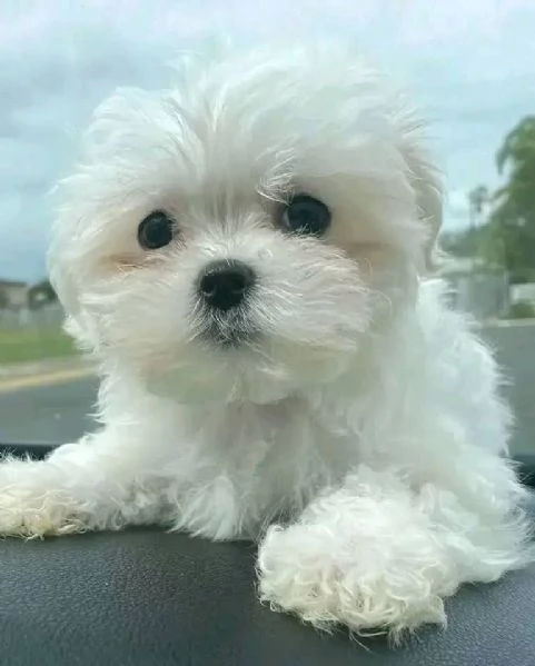 Regalo cucciolo Regalo di cuccioli di maltese maschio e femmina