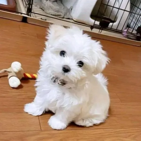 Regalo cucciolo Cucciolo  maltese nana