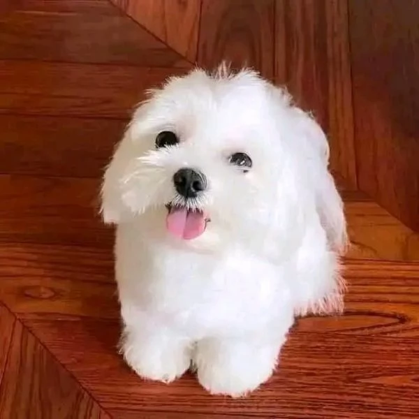 Regalo pedigree cucciolo Regalo maltese toy mini 