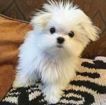 Regalo cucciolo REGALO CUCCIOLO maltese sanitaria