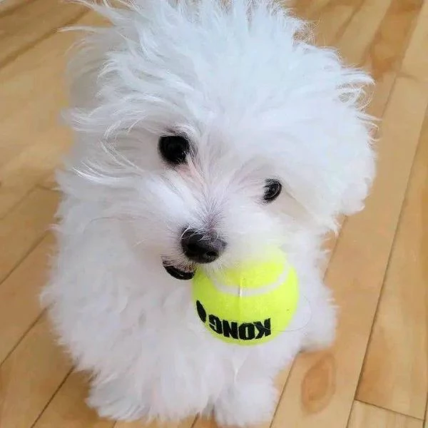 Regalo cucciolo REGALO CUCCIOLO maltese TOY microchip