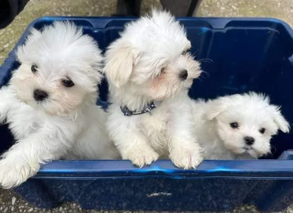 Regalo  cucciolo maltese