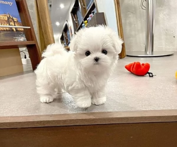 Regalo cucciolo maltese toy maschietti