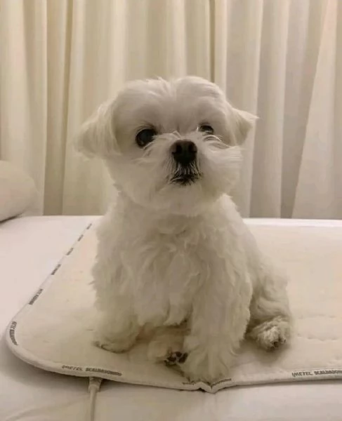 Regalo  cucciolo Maltese