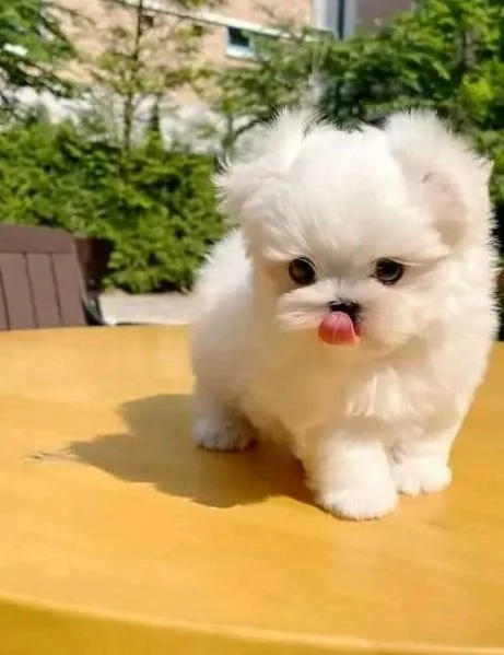 Regalo cucciolo Maltese toy Bianca mini toy