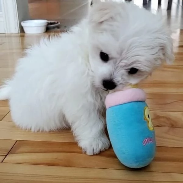 Regalo  Cane maltese