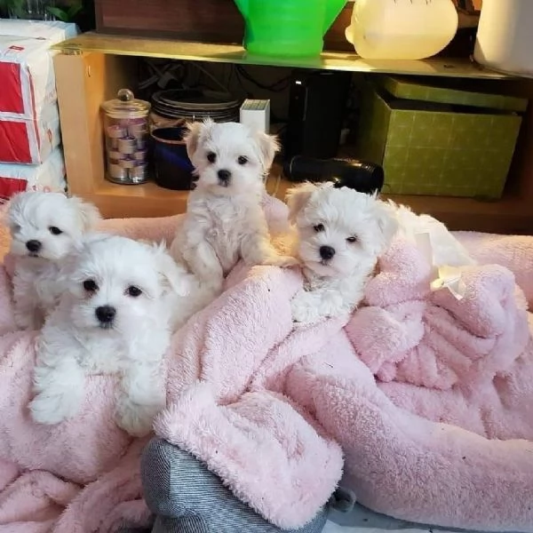 Regalo piccolissima cuccioli di Maltese per ladozione